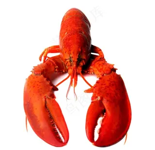 龙虾图片