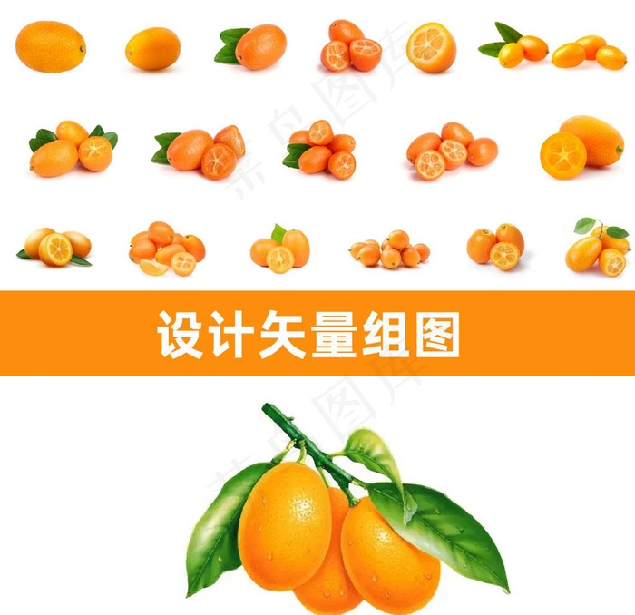 金桔图片ai矢量模版下载