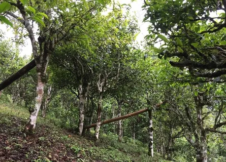 古茶树图片 古茶树图片