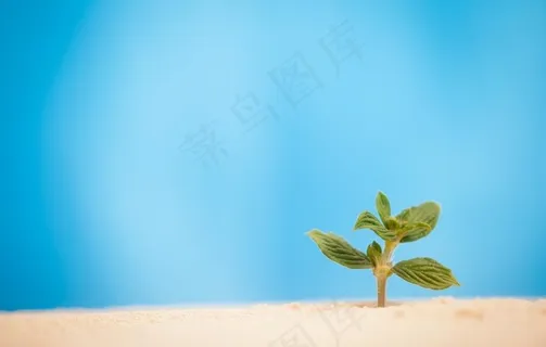 沙漠中的小草图片 沙漠中的小草图片