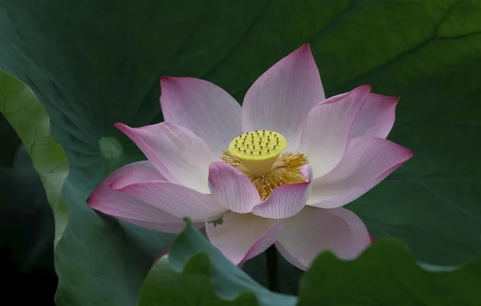 荷花图片