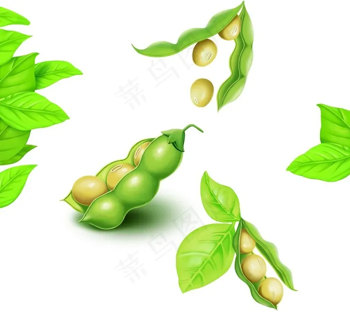 实用黄豆大豆荚叶子高清手绘PS图片(4265X4000(DPI:400))psd模版下载