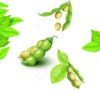 实用黄豆大豆荚叶子高清手绘PS图片