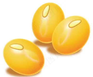 黄豆 大豆矢量图图片