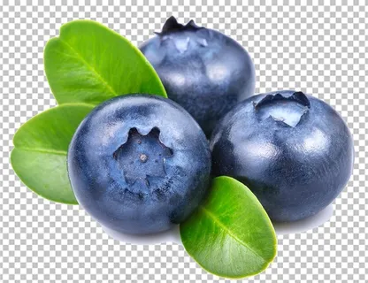 蓝莓图片 蓝莓图片