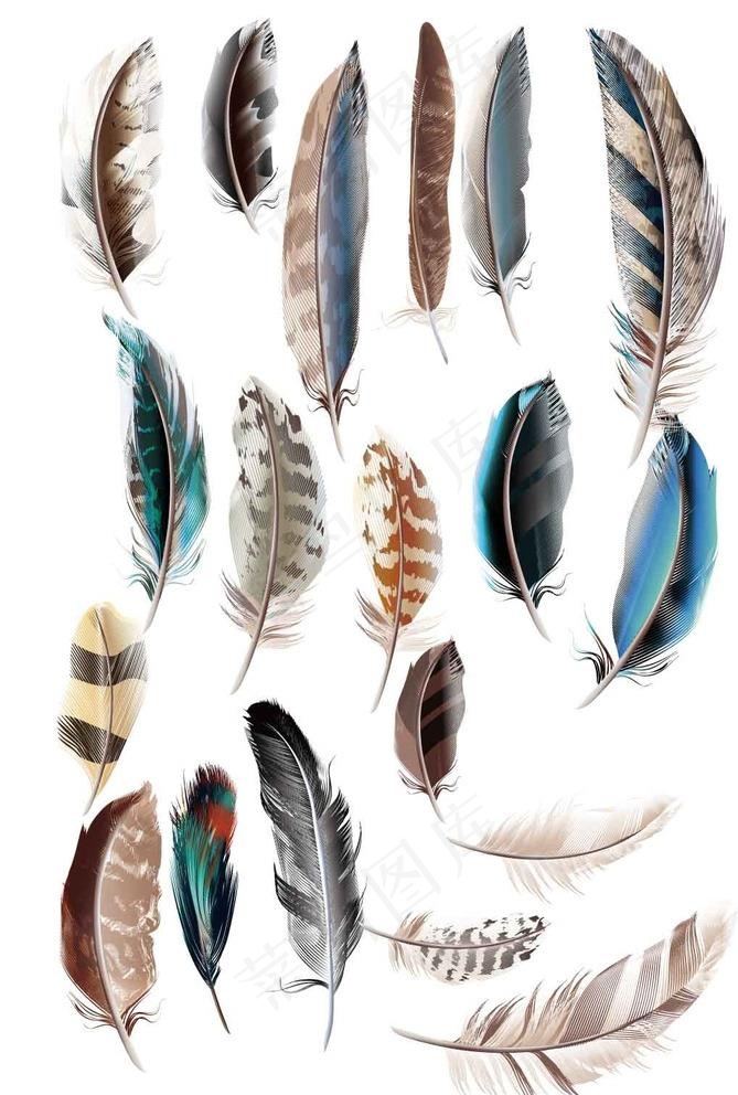 彩色羽毛矢量素材集合图片