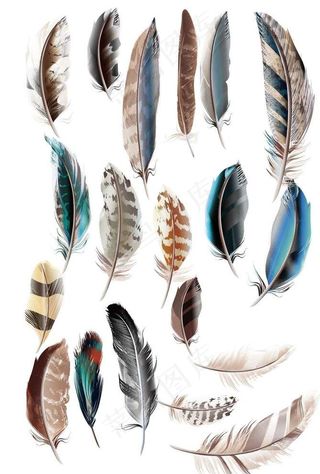 彩色羽毛矢量素材集合图片