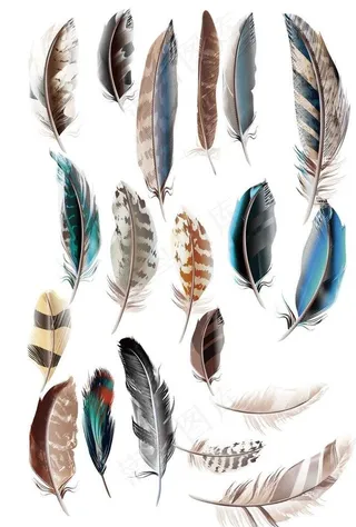 彩色羽毛矢量素材集合图片