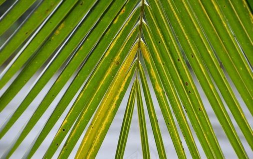 椰子叶图片
