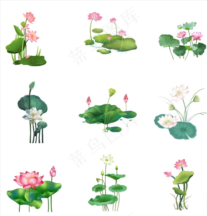荷花图片cdr矢量模版下载