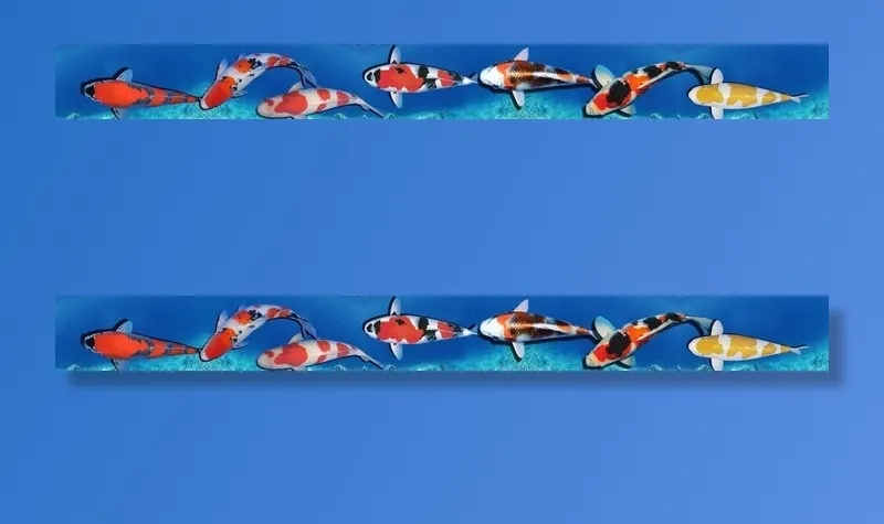 锦鲤图片cdr矢量模版下载