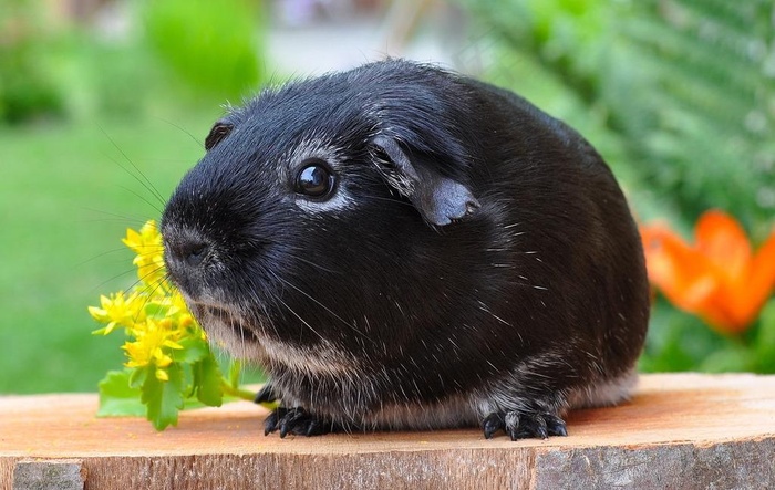 黑豚鼠图片