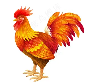 公鸡图片