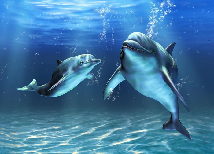 海豚素材图片