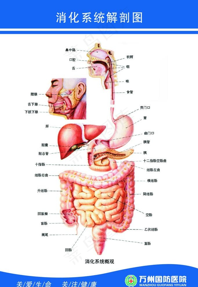 消化系统解剖图图片