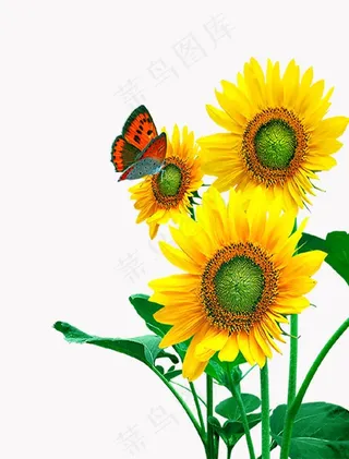 向日葵图片
