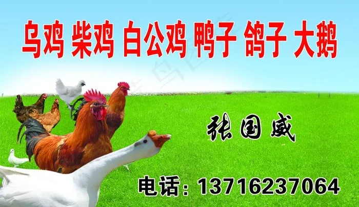 活鸡出售图片psd模版下载