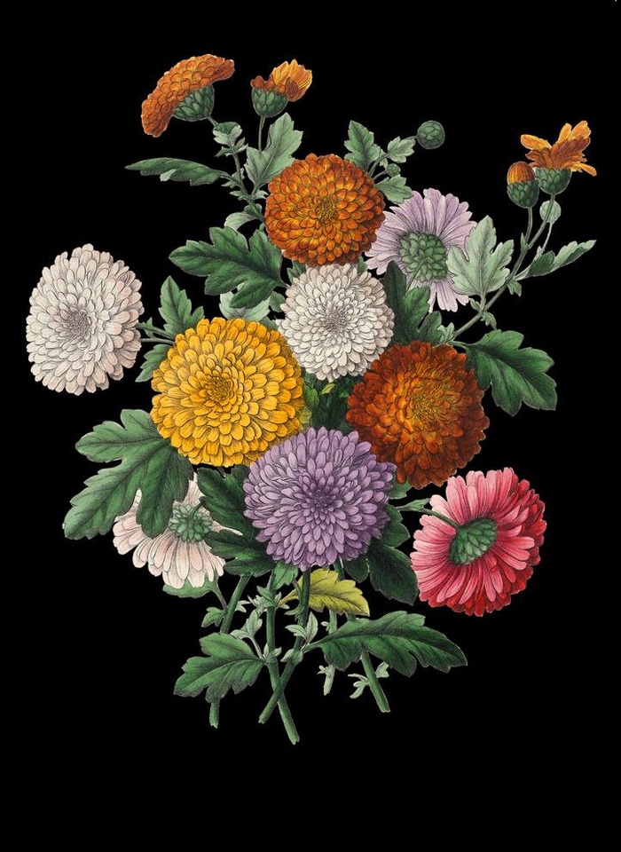 手绘花卉 菊花 小雏菊图片