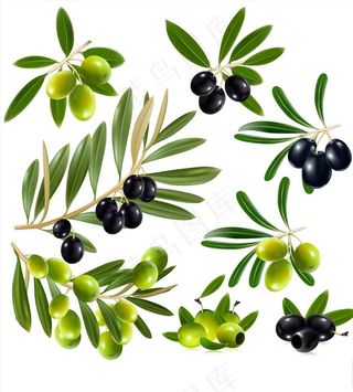 橄榄图片