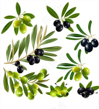 橄榄图片