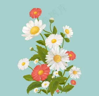 野菊花小雏菊Daisy鲜花花朵图片