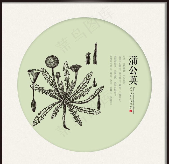 蒲公英 中药线图图片