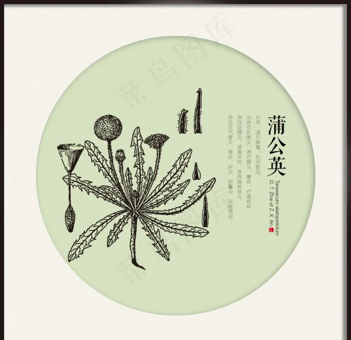 蒲公英 中药线图图片ai矢量模版下载