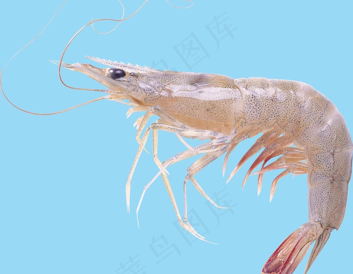 虾图片