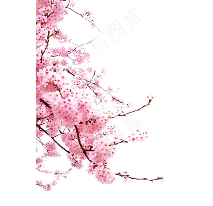 桃花图片psd模版下载