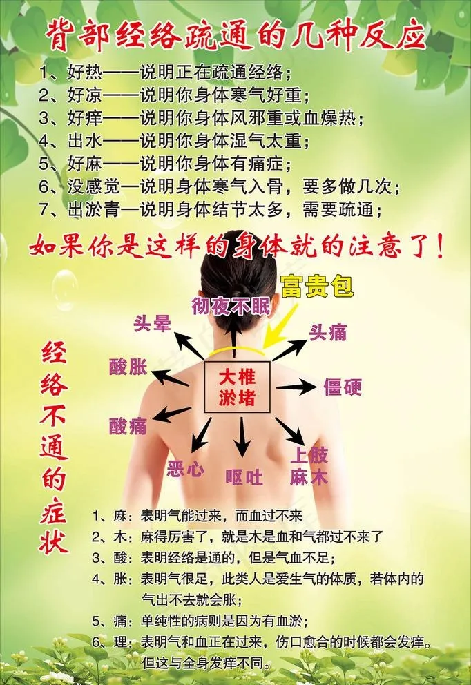 背部经络图片