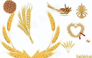 麦子图片