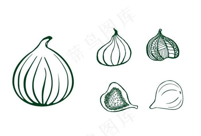 无花果图片ai矢量模版下载