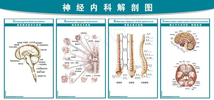神经内科解剖图图片psd模版下载