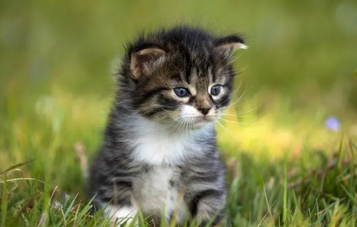 猫图片