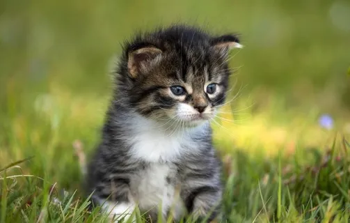 猫图片 猫图片