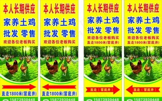 土鸡养殖批发零售图片