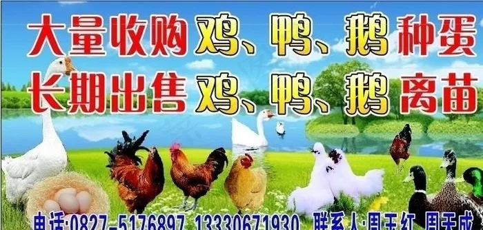 农村鸡鸭鹅销售点广告图片cdr矢量模版下载