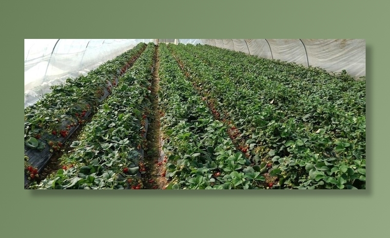 草莓种植园图片