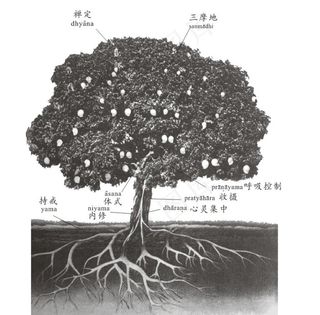 瑜伽之树 图片 文字 瑜伽