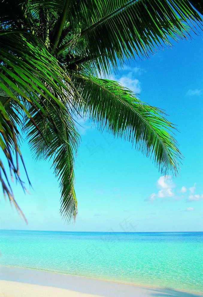 椰风海韵图片