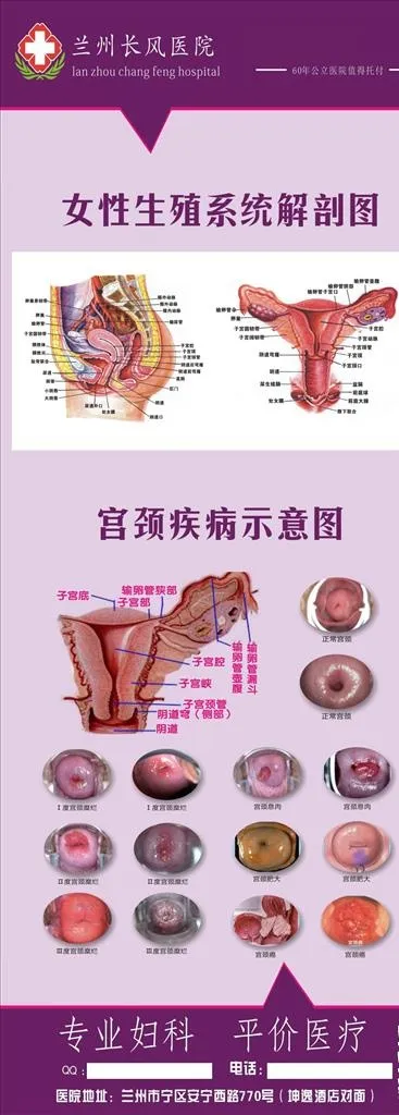 女性生殖器官解剖图片cdr矢量模版下载