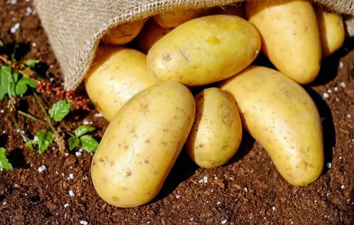 土豆图片 土豆图片