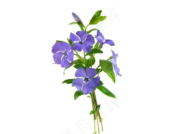 花图片