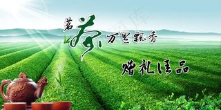 茶园图片