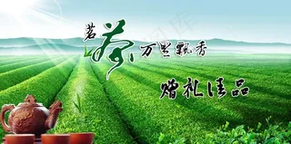 茶园图片