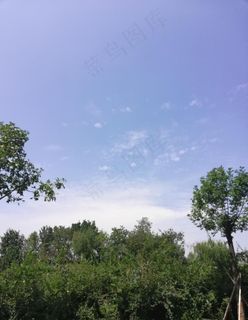 蓝天下的绿树图片