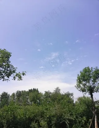 蓝天下的绿树图片