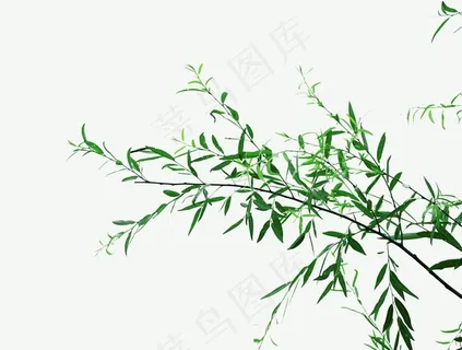 树枝图片