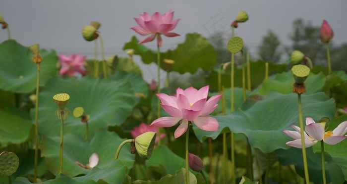 荷花图片