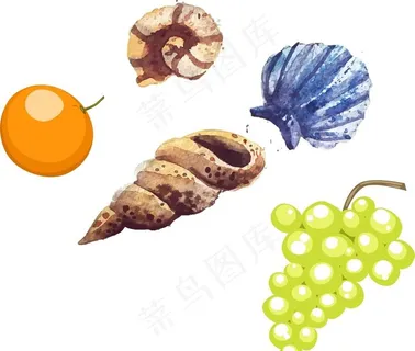 贝壳 海螺 葡萄 橙子图片